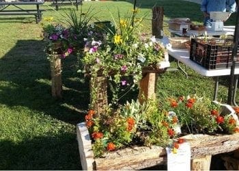 Cool log planters on Aug 16