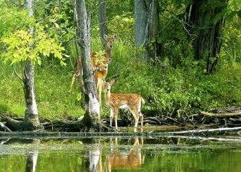 Fawns on River