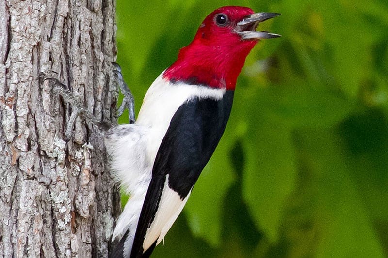 red-headed-woodpecker